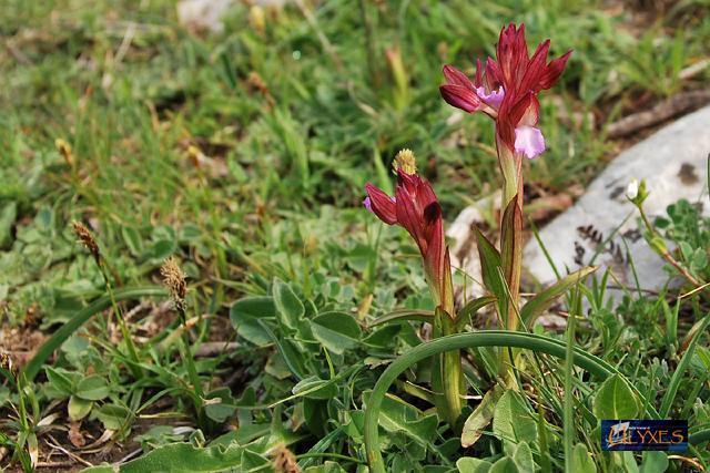 orchis papilionacea.JPG